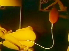 Astonishing Adult Clip Milf Check Ever Seen - Kandi Barbour