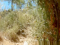 Blonde woman in shorts caught peeing in the nature