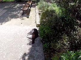 City trip blowjob in the park