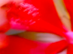 Der Duft Der Liebe