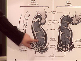 Educational Anal Sex Games - Lorelei Lee And Ariel X