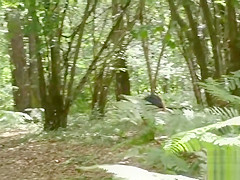 Exhibition dans une foret pour