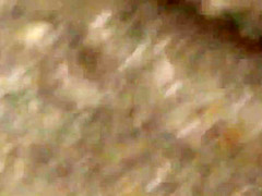 FF-005 04