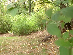 German Stepmom picked up for outdoor sex