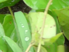 Japanese teens 18+ urinating outdoors