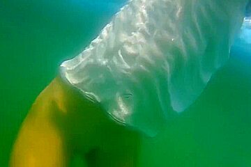 My New Butt Plug N Chinese Balls In Open Sea Show On Sup Board