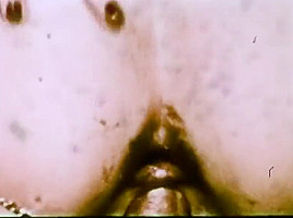 No Holes Barred - 1971 - Linda Lovelace
