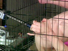 Sizzling Bdsm Action For Hot Blonde Bound In Cage And Double Ended With Robotic Dildos