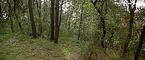 Skinny Exotic Redhead In The Wild
