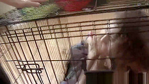 Tiny caged teen 18+ fucked