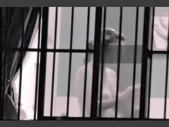 Window shooting the nude titted neighbor